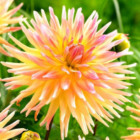 Саженцы Георгина Cabana Banana