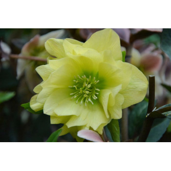 Морозник Голден Дискавери 