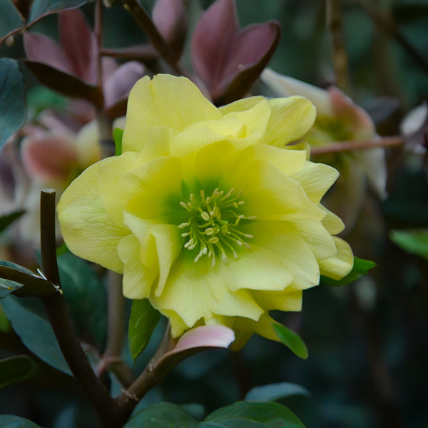 Саженец Морозник Голден Дискавери