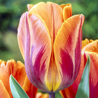 Луковицы Тюльпан Триумф Принцесса Ирен (в упаковке - 3шт.)