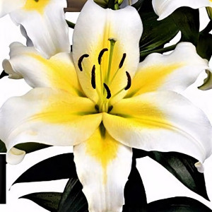  Лилия ОТ гибрид Budlight (Будлайт)