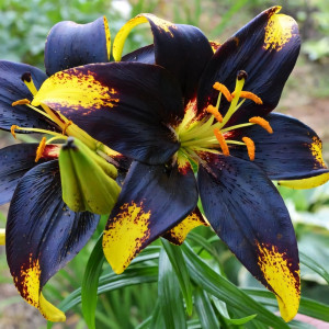  Лилия азиатская Lion Heart (Лайон Харт)