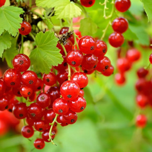 Саженцы Смородина красная Чудесная