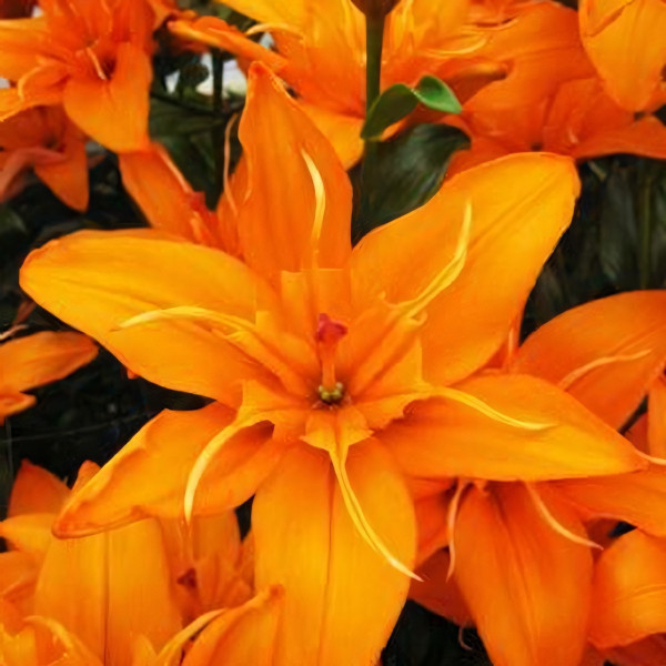 Луковицы  Лилия Регентс Парк (3шт.)