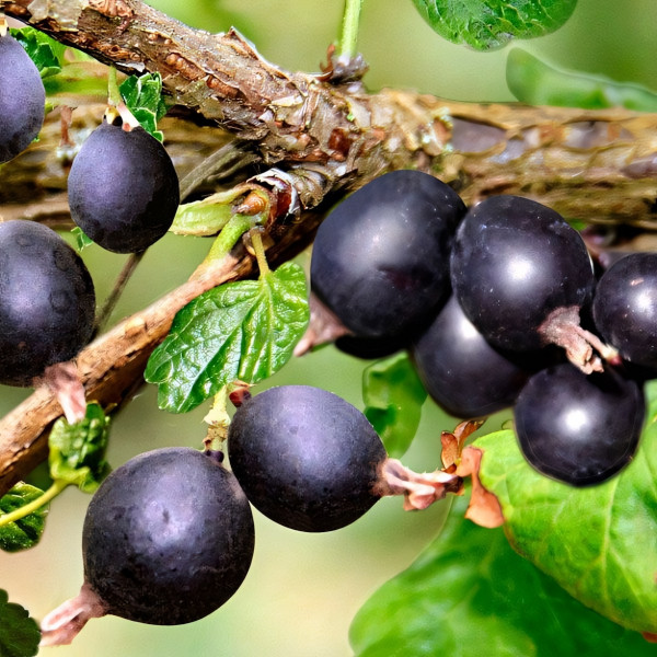 Саженцы Йошта Крона