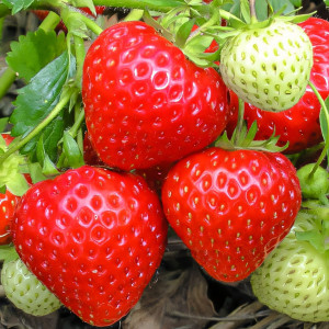 Клубника (крупноплодная) Выставочная 5 шт. в упаковке