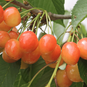 Саженцы Черешня Розовый Жемчуг