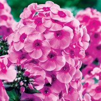 Саженцы Флокс Fondant Fancy (Фондант Фэнси)