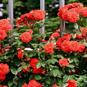 Саженцы Роза плетистая Оранж Мейландина