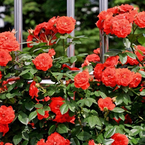 Саженцы Роза плетистая Оранж Мейландина