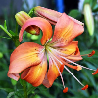 Луковицы  Лилия Salmon Flavour (Салмон Флейвоур) (3шт.)