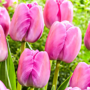 Тюльпан Дарвина Пурпл Прайд (в упаковке - 3шт.)