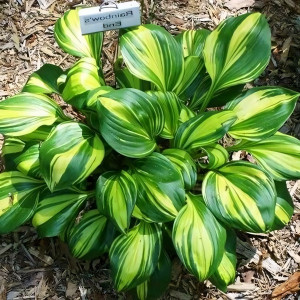 Саженцы Хоста Rainbows End (Рэйнбоус Энд) S