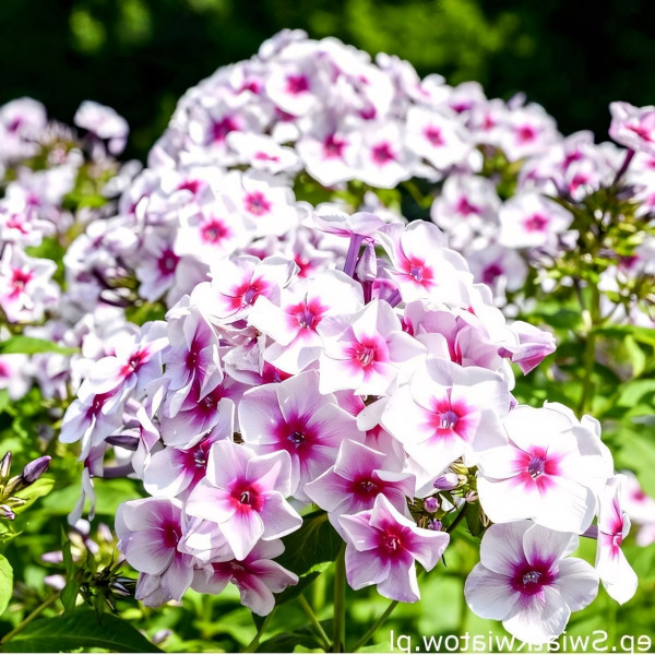 Саженцы Флокс Graf Zeppelin (Граф Цеппелин)