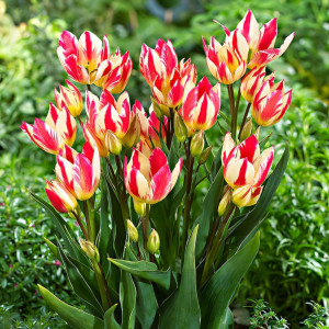 Тюльпан Триколет (в упаковке - 3шт.)