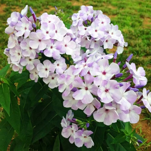 Саженцы Флокс Flame Marine (Флейм Марина)