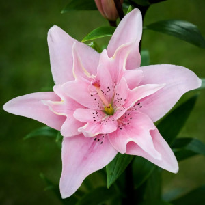  Лилия азиатская Elodie (Элоди)