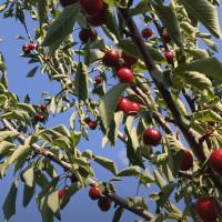 Саженцы Черешня Биг Стар