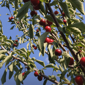 Саженцы Черешня Биг Стар