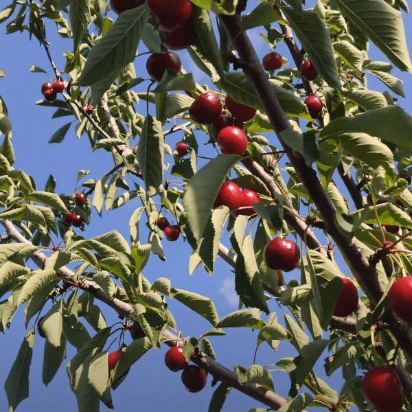 Саженцы Черешня Биг Стар