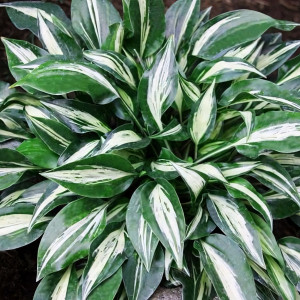 Саженцы Хоста Dixie Chickadee (Дикси Чикади) S