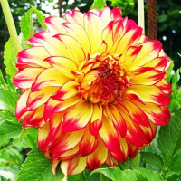 Саженцы Георгина декоративная Lady Darlene (Леди Дарлен)