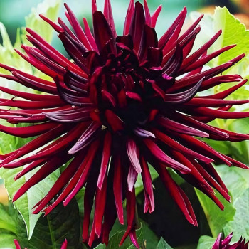 Саженцы Георгина кактусовая Nuit d’Ete (Нуи д’Эте)