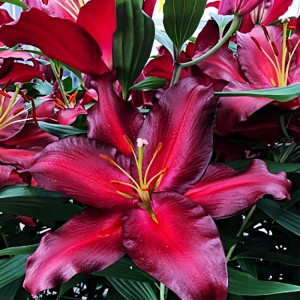  Лилия восточная Avenger (Авиньер)