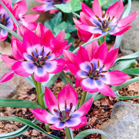 Луковицы Тюльпан ботанический Литтл Бьюти