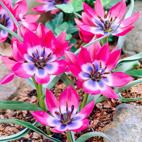 Луковицы Тюльпан ботанический Литтл Бьюти