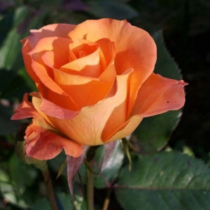 Саженцы Роза чайно-гибридная Парео