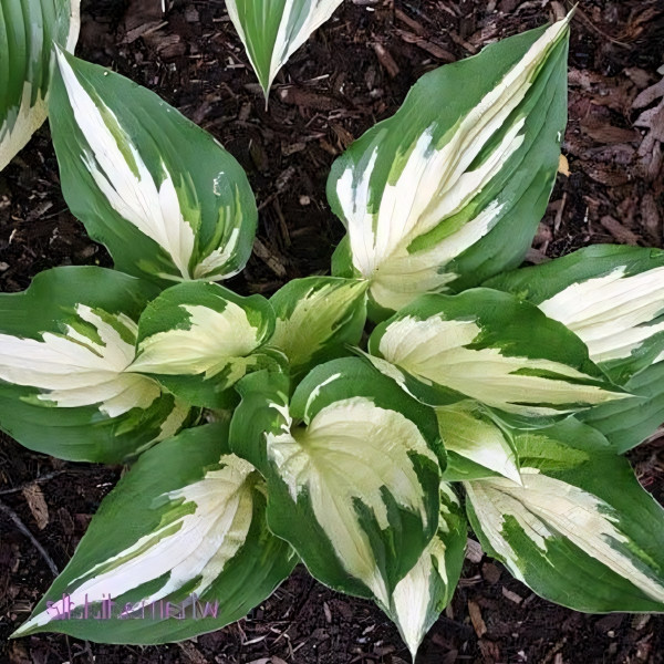 Саженцы Хоста Christmas Candy (Кристмас Кэнди) М