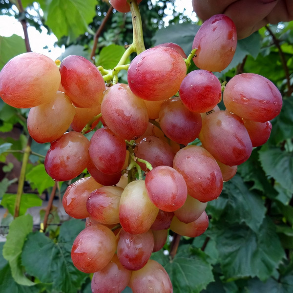 Саженцы Виноград Ливия