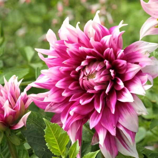 Саженцы Георгина England's Glory