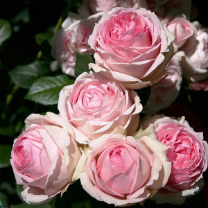 Саженцы Роза парковая Ферст Леди