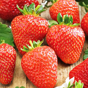 Клубника (крупноплодная) Соната 5 шт. в упаковке