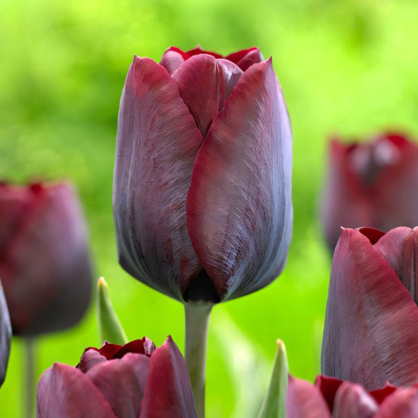 Луковицы Тюльпан Триумф Роналдо (в упаковке - 3шт.)