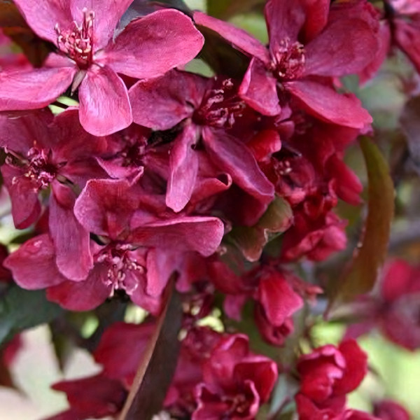 Саженцы Яблоня Декоративная Роялти