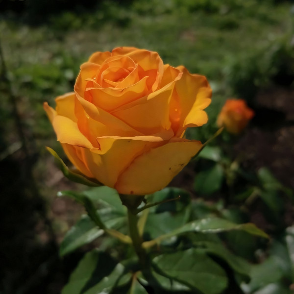 Саженцы Роза чайно-гибридная Керио