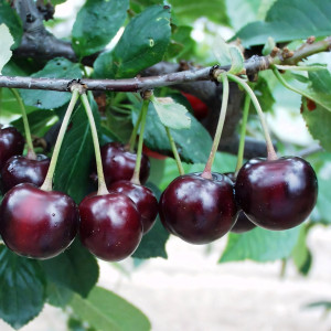 Саженцы Вишня Чернокорка