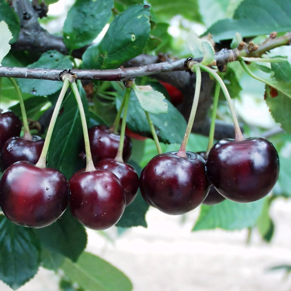 Саженцы Вишня Чернокорка