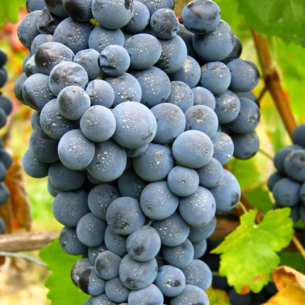 Саженцы Виноград Каберне Совиньон