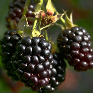 Саженцы Ежевика Бжезина