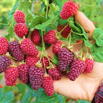 Саженцы Ежемалина Тайберри