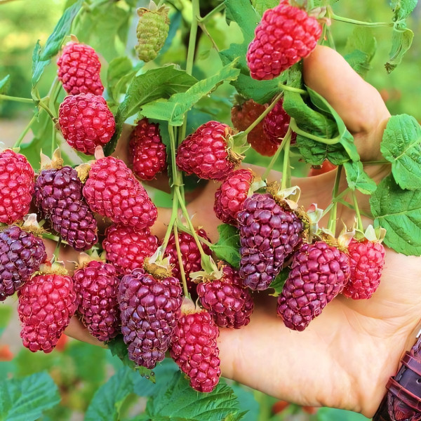 Саженцы Ежемалина Тайберри