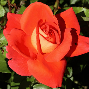 Саженцы Роза чайно-гибридная Лас Вегас