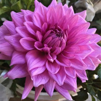 Саженцы Георгина декоративная макси Almand'S Joy (Алмандз Джой)