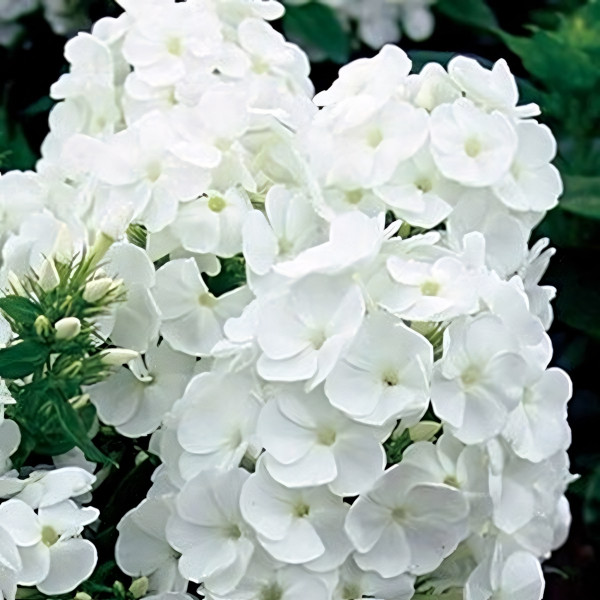 Саженцы Флокс метельчатый Younique White (Юник Уайт)