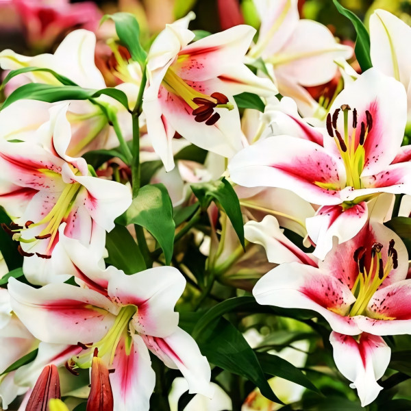 Луковицы Саженцы Лилия ОТ гибрид Sucinto (Суцинто) (3шт.)