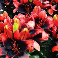 Луковицы  Лилия азиатская Tiny Ink (Тайни Инк) (3шт.)